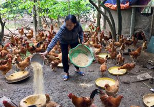 Một số phương pháp hạn chế dịch bệnh trong chăn nuôi gà