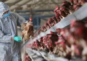 Chủng virus nCoV và dịch cúm gia cầm A/H5N1 - Hệ lụy lớn cho ngành chăn nuôi