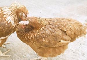 Bệnh viêm đường hô hấp mãn tính ở gà