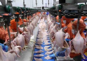 Đáp ứng các tiêu chí để xuất khẩu thịt gà sang Nga